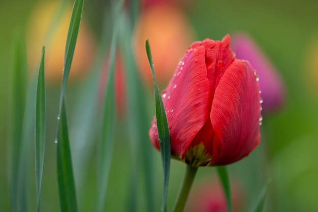 Tulipanes rojos en el jardín