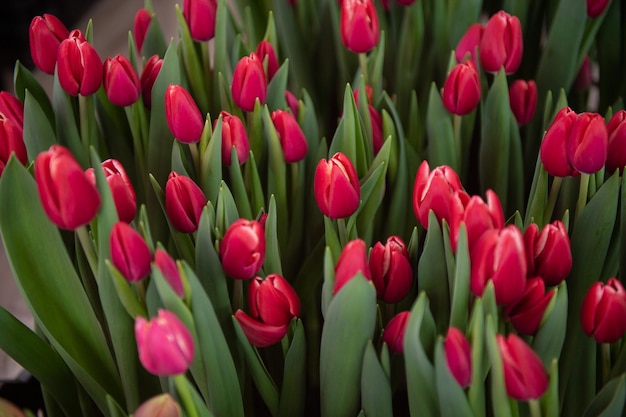 Los tulipanes rojos de kung fu con hojas verdes crecen en el suelo en una caja en el suelo en el interior