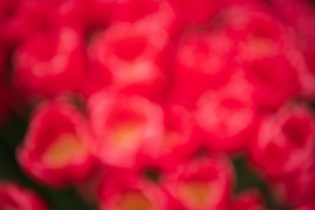 Foto los tulipanes rojos en un lecho de flores