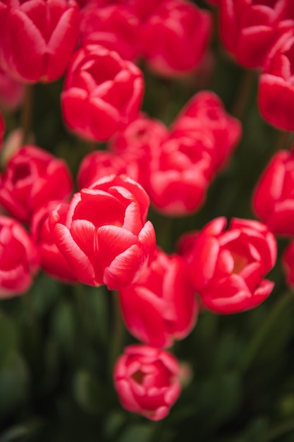 Foto los tulipanes rojos en un lecho de flores