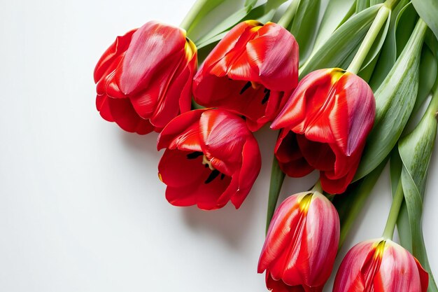 Tulipanes rojos en lienzo blanco con Copyspace