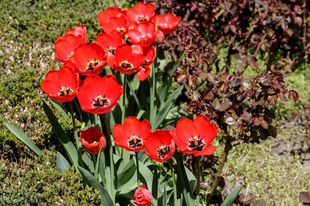 Tulipanes rojos en macizo de flores en el jardín