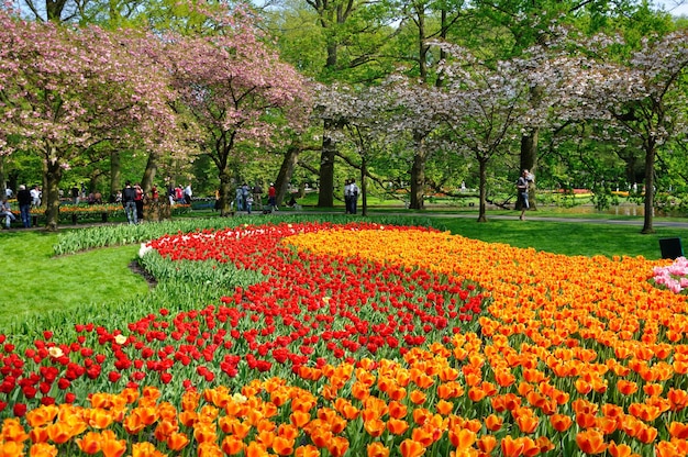 Tulipanes rojos y naranjas en el parque Keukenhof en Holanda