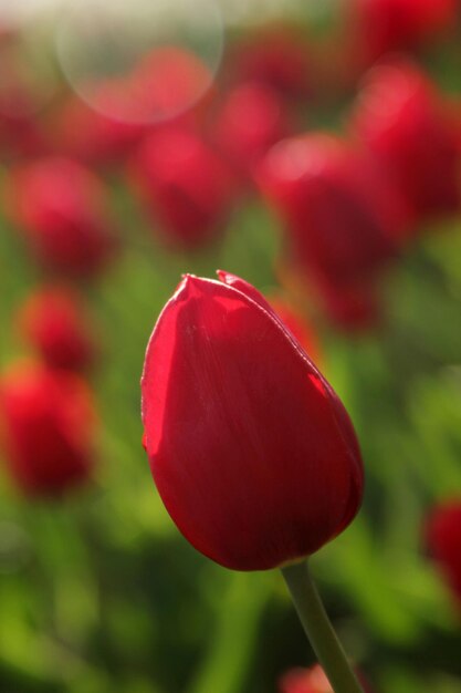 Tulipanes rojos en primavera