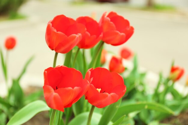 tulipanes rojos en el primer plano de la pradera