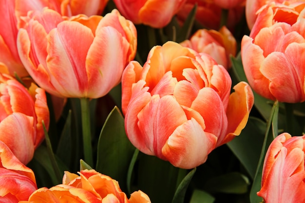 Tulipanes rojos Primera primavera flor flor