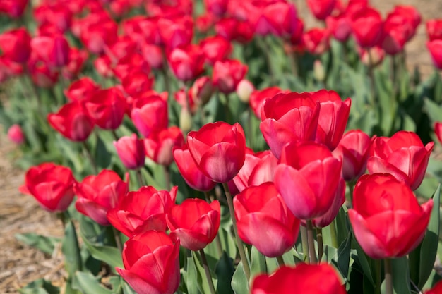 tulipanes rojos que crecen en el campo