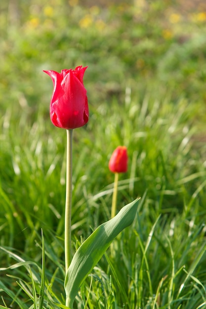 Tulipanes rojos que crecen en la hierba verde en el jardín temprano en la mañana