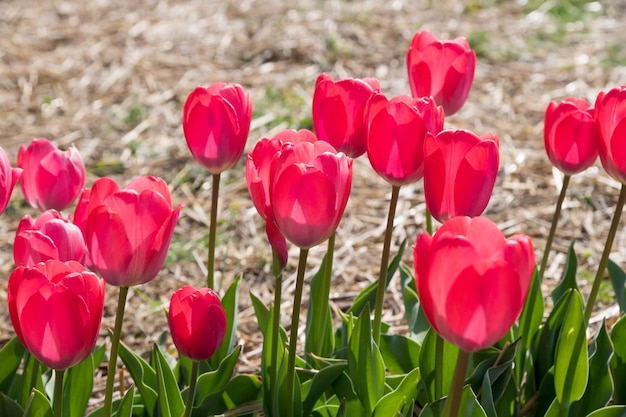 tulipanes rojos que crecen en el jardín