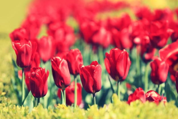 Tulipanes rojos que florecen en el jardín en un día soleado