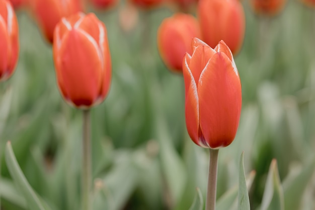 Tulipanes rojos que representan la temporada de primavera. Granja de tulipanes.