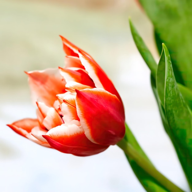 Tulipanes rojos rosas Hermosas flores como regalo para tu novia