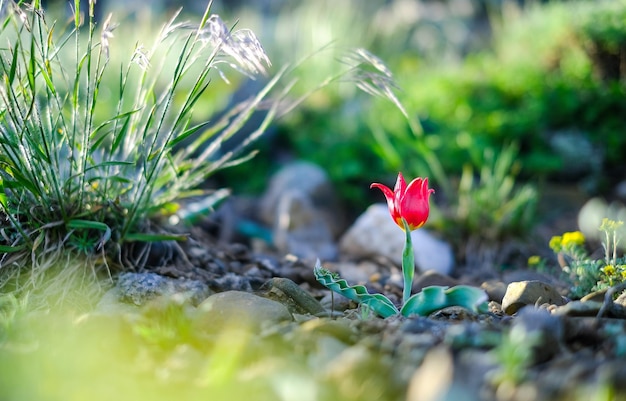 Tulipanes rojos silvestres en las montañas