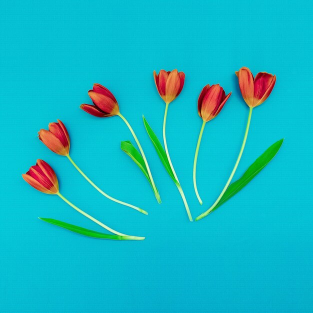 Foto tulipanes rojos sobre fondo azul. arte minimalista.