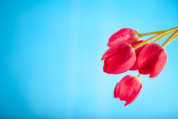 Tulipanes rojos sobre un fondo azul