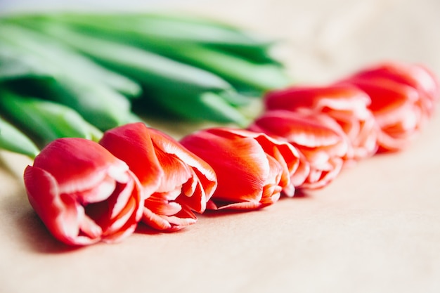 Tulipanes rojos sobre fondo blanco. Celebración del día de la mujer.