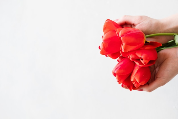 Tulipanes rojos sobre fondo blanco.