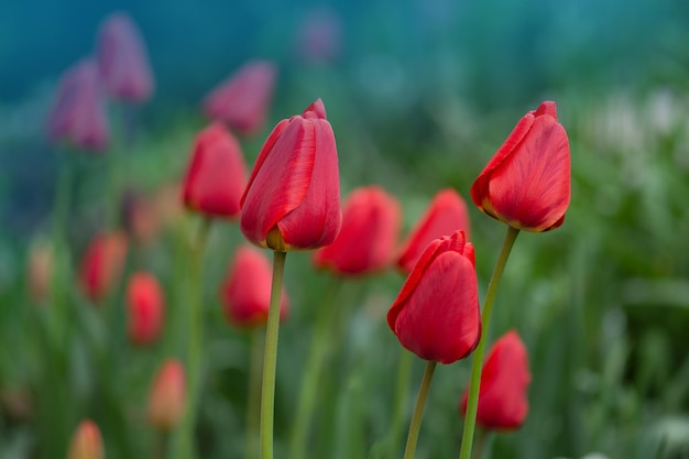 Tulipanes rojos sobre fondo de jardín Tulipán rojo colorido