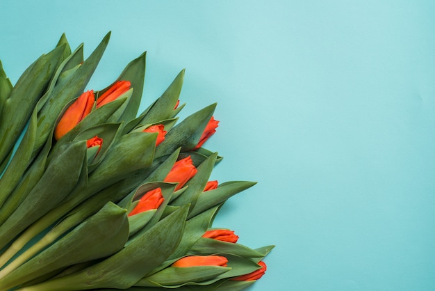 Tulipanes rojos sobre fondo de madera azul