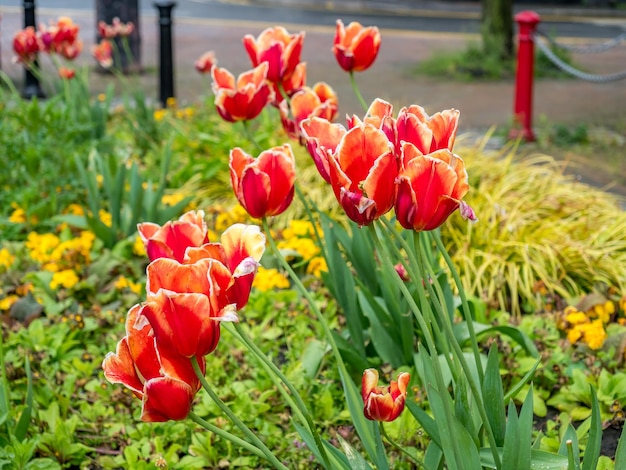 Tulipanes rojos sobre fondo verde borroso