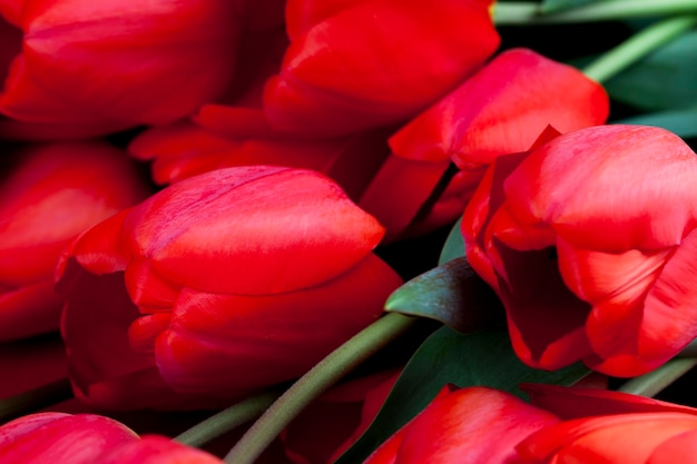 tulipanes rojos en la temporada de primavera un ramo de tulipanes rojos para regalar en vacaciones