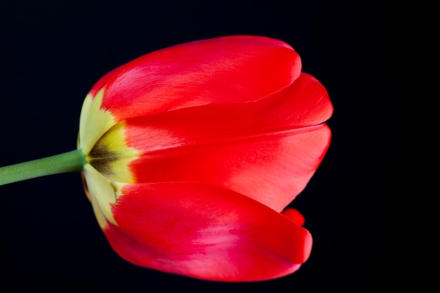 Un tulipanes rojos en la temporada de primavera.