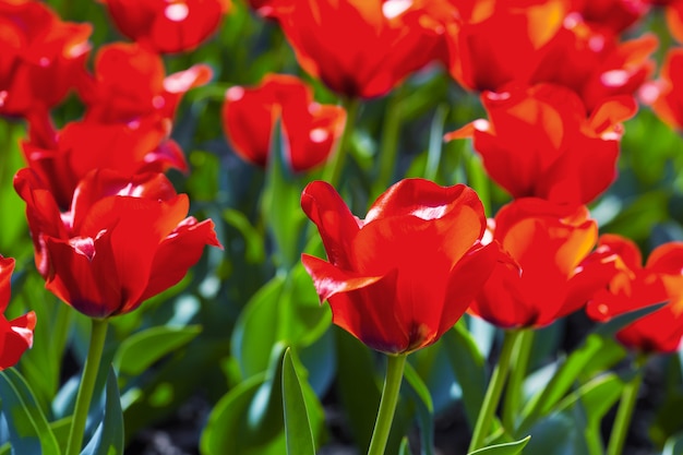 Foto tulipanes rojos