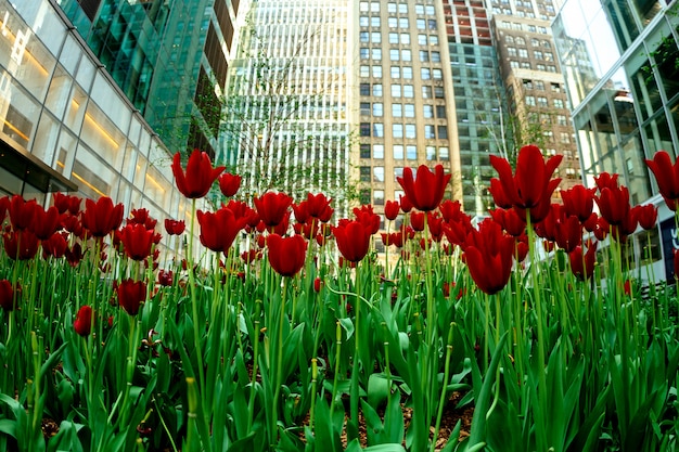 Tulipanes rojos