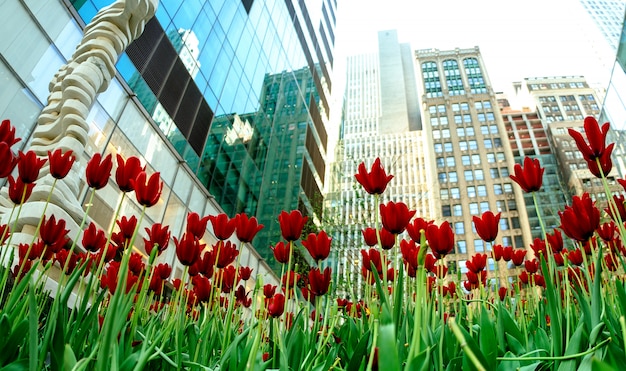 Tulipanes rojos