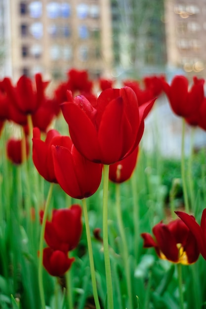 Tulipanes rojos