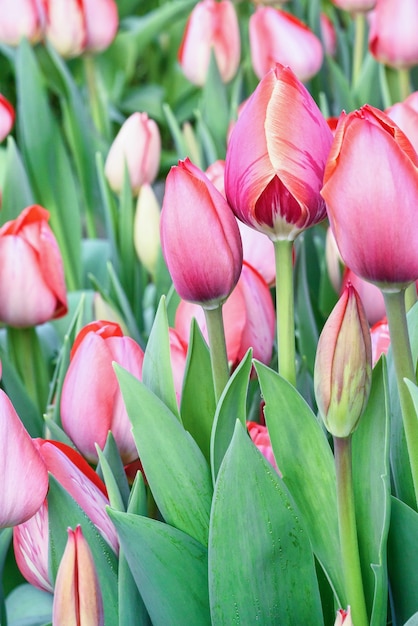 Tulipanes rosa en un campo de flores