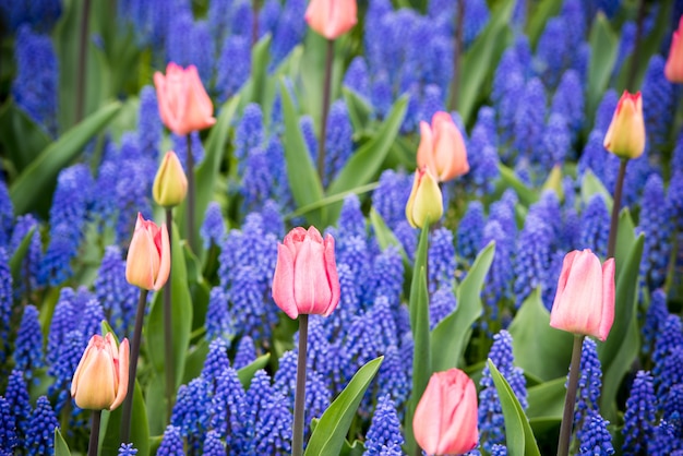 Tulipanes rosa y campo jacinto de muscari