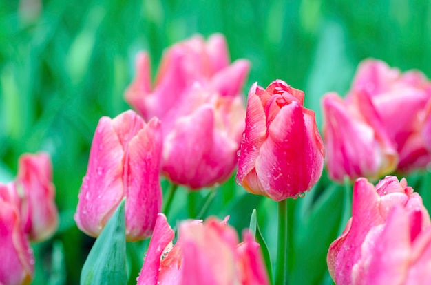 Tulipanes rosa con fondo de patrón borroso