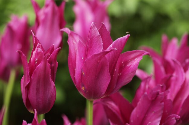 Tulipanes rosa en el jardín