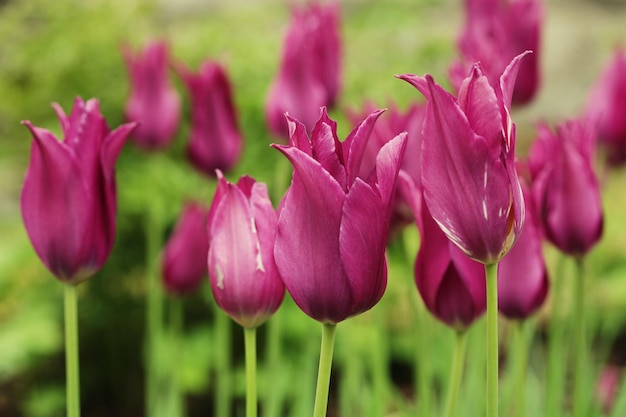 Tulipanes rosa en el jardín