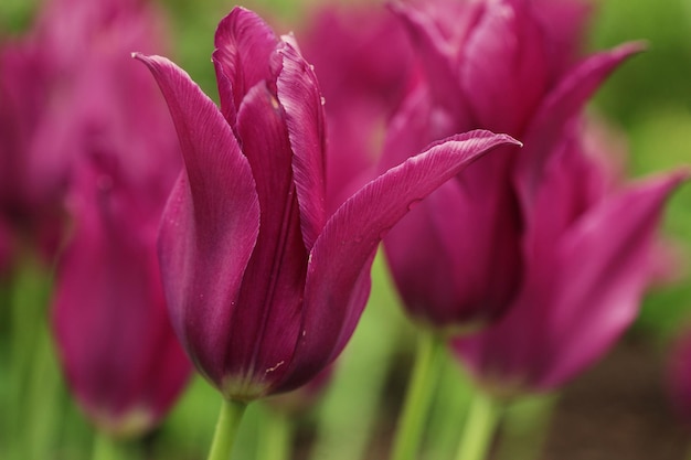 Tulipanes rosa en el jardín