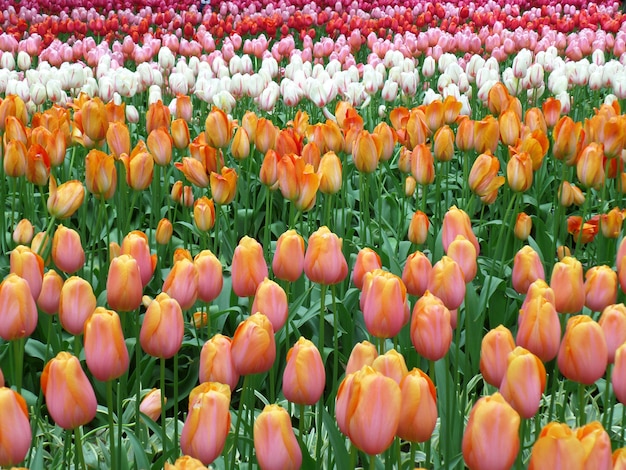 Tulipanes rosados y amarillos, tulipanes rojos, tulipanes blancos que florecen en los jardines