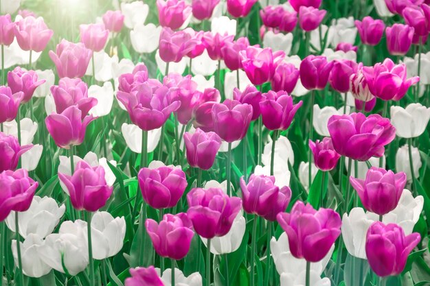 Tulipanes rosados y blancos en un huerto de flores