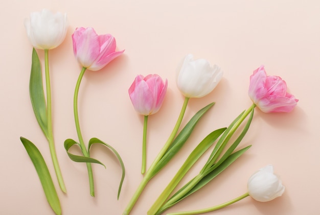 Tulipanes rosados y blancos sobre fondo amarillo