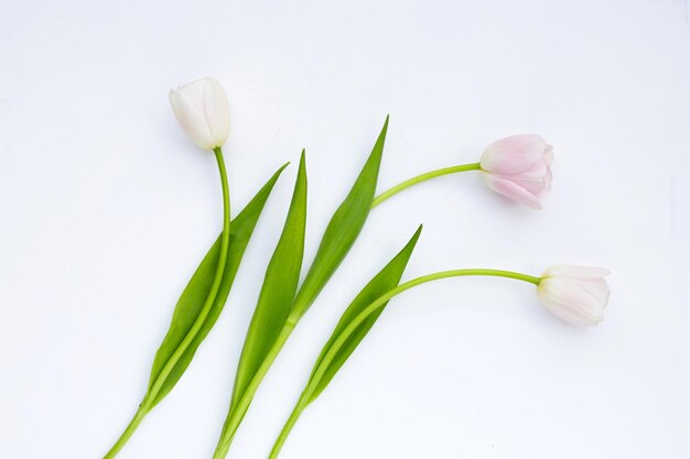 Tulipanes rosados blancos sobre un fondo blanco