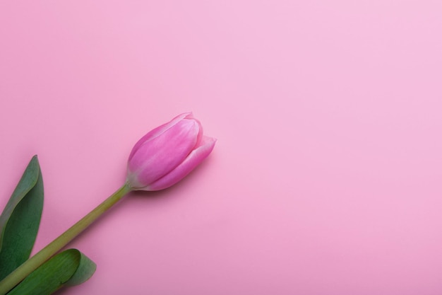 Tulipanes rosados y blancos sobre fondo rosado y espacio de copia