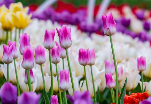 Foto tulipanes rosados blancos con el telón de fondo de tulipanes de diferentes colores