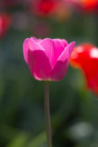 Los tulipanes rosados crecen en el jardín en primavera