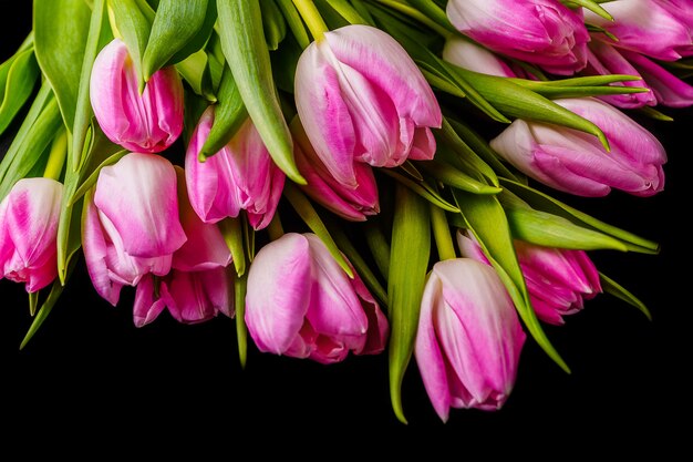 Tulipanes rosados en fondo negro.