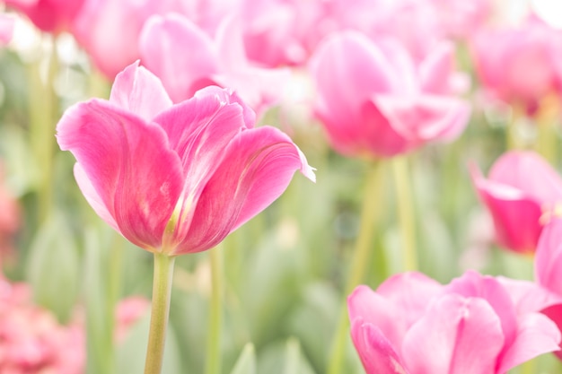 Tulipanes rosados frescos en el jardín