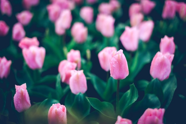 Tulipanes rosados con gotas de lluvia Hermosas flores florecientes en el jardín de primavera fondo floral vibrante con tonos vintage para el diseño estilo Instagram