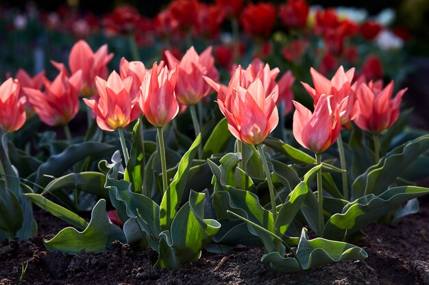 Tulipanes rosados en el jardín. Las flores