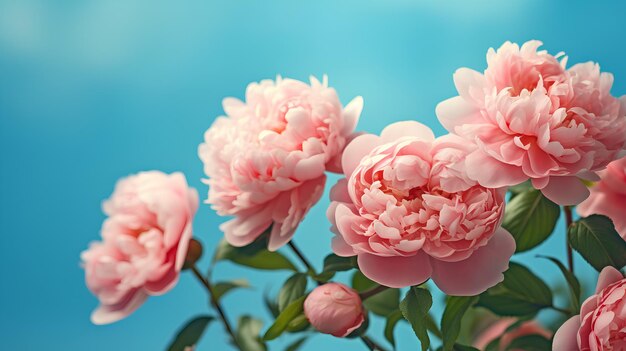 tulipanes rosados en el jardín