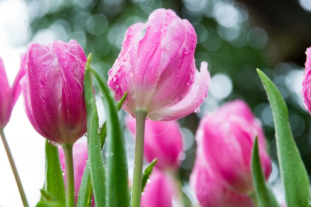 Tulipanes rosados en el jardin