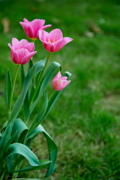 Tulipanes rosados en la naturaleza del jardín